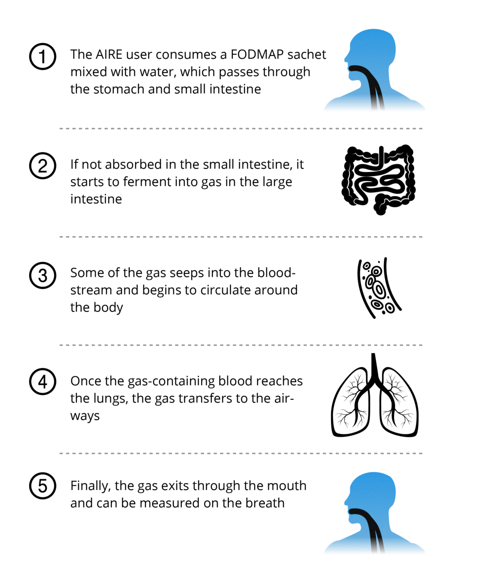 Diagram showing that foods can be fermented