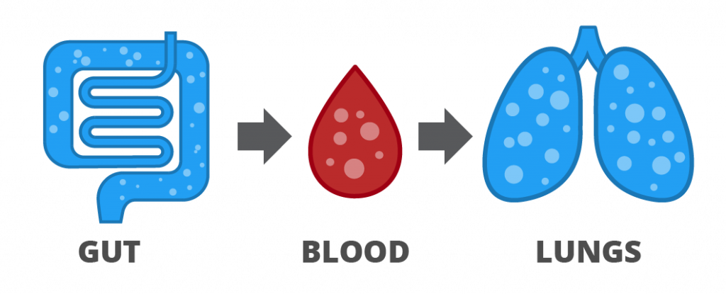 Gases are released in the gut, absorbed into the blood and released on the breath.