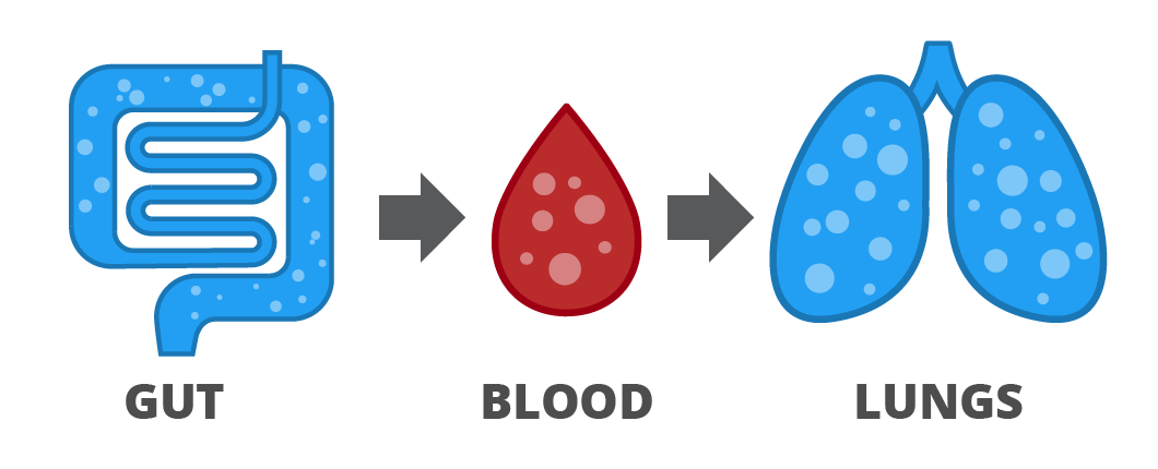 Gases are released in the gut, absorbed into the blood and released on the breath.